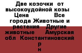 Две козочки  от высокоудойной козы › Цена ­ 20 000 - Все города Животные и растения » Другие животные   . Амурская обл.,Константиновский р-н